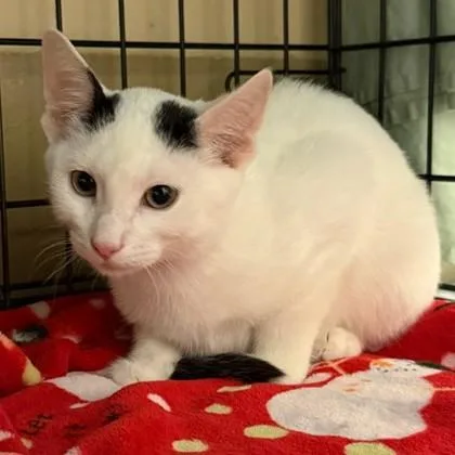 Robert Dixon `a Priority thumbnail 3