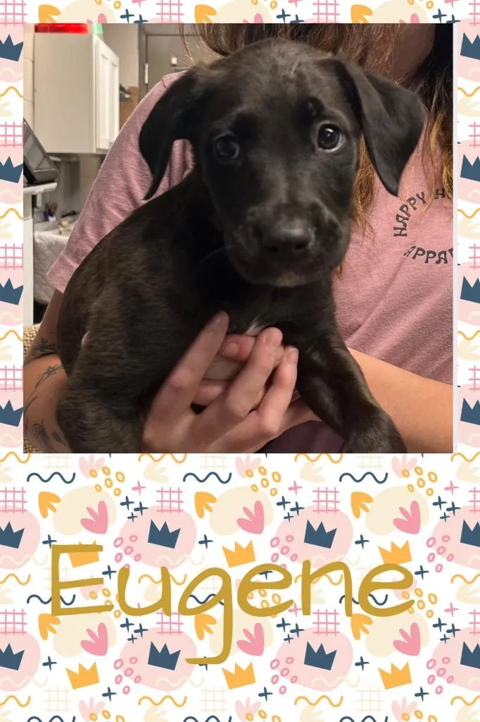 Eugene thumbnail 2