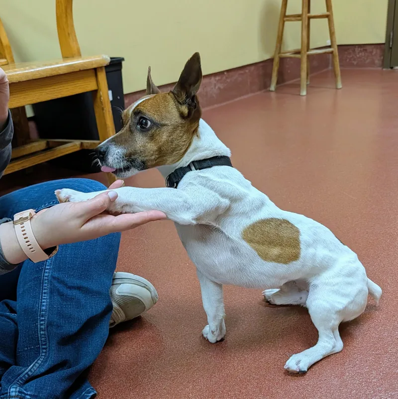 An adult small-sized male White / Cream Jack Russell Terrier dog named Jackjack for adoption in Accident, MD