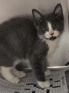 A young small-sized male Gray & White Domestic Short Hair cat named Andrew for adoption in North Myrtle Beach, SC