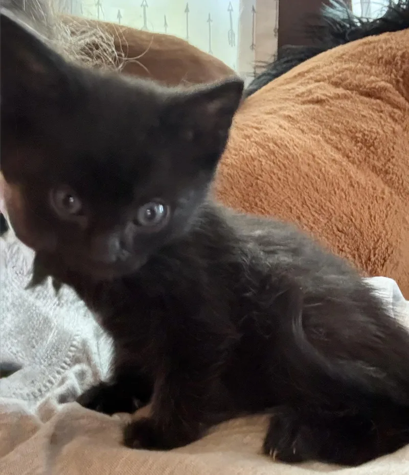 A baby medium-sized male Black Domestic Short Hair cat named Rowdy for adoption in Granite Falls, NC