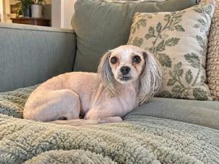A young small-sized female Shih poo dog named Harley for adoption in Tifton, GA