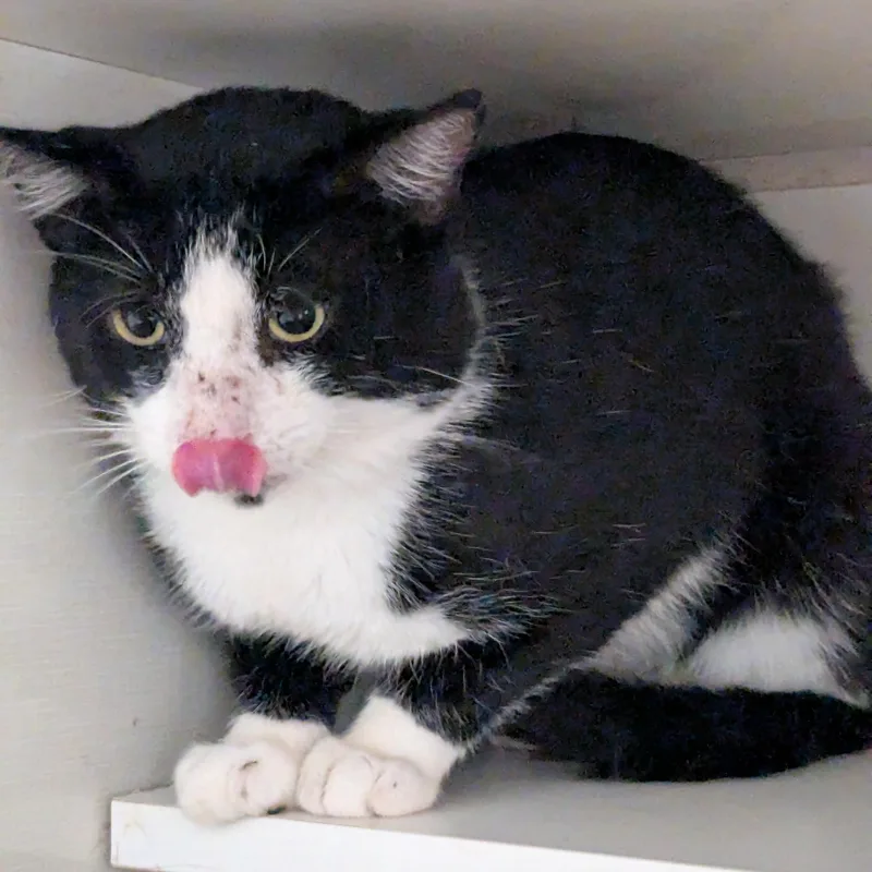 An adult medium-sized male Black & White / Tuxedo Tuxedo cat named Thomas Tuxedo for adoption in Shippenville, PA