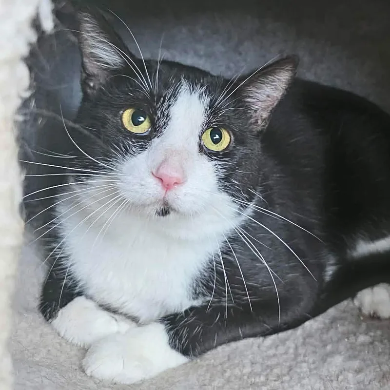 Thomas Tuxedo thumbnail 3