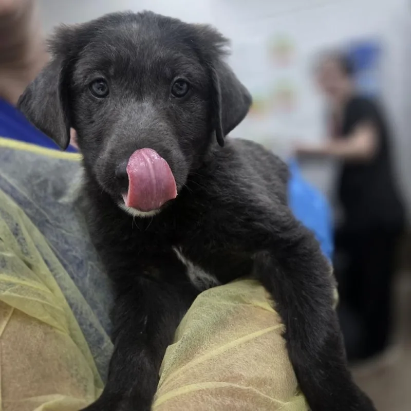 A baby small-sized male Gray / Blue / Silver Australian Shepherd dog named Texas Pete for adoption in Incline Village, NV