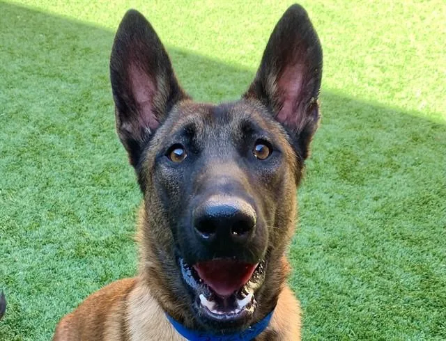 A young medium-sized male Sable Belgian Shepherd / Malinois dog named SAVE ME PLEASE Ballow for adoption in San Marcos, CA