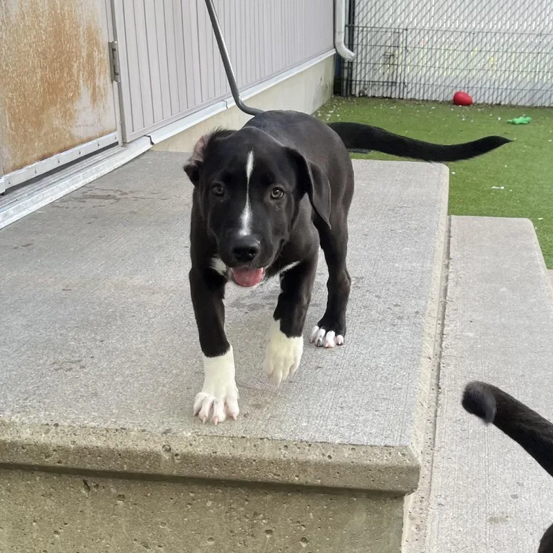 A baby small-sized male Black Labrador Retriever dog named Briarcliff for adoption in Bedford, NH