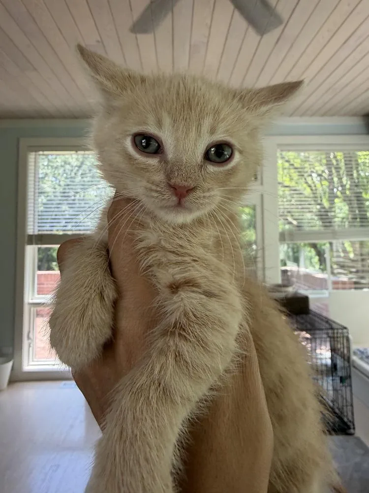A baby small-sized male Orange & White Domestic Short Hair cat named Leonardo for adoption in Chicago, IL