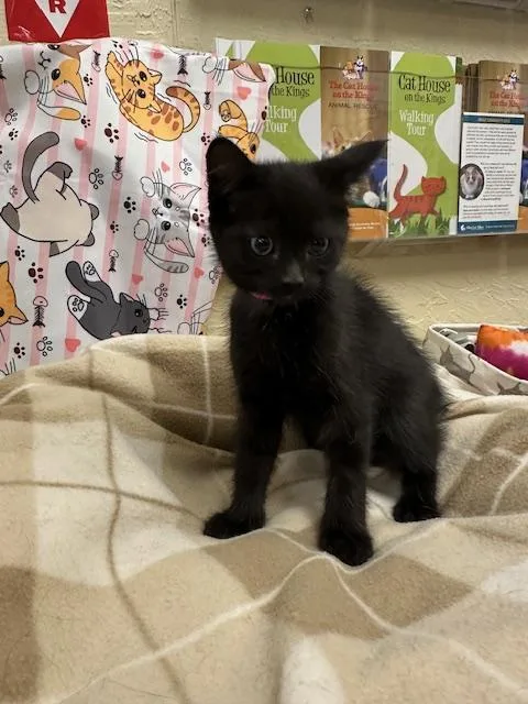 A baby small-sized female Black Domestic Short Hair cat named Pearl for adoption in Parlier, CA