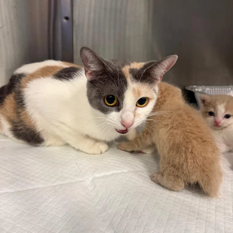 An adult medium-sized female Calico Domestic Short Hair cat named Josephine for adoption in Greensboro, NC