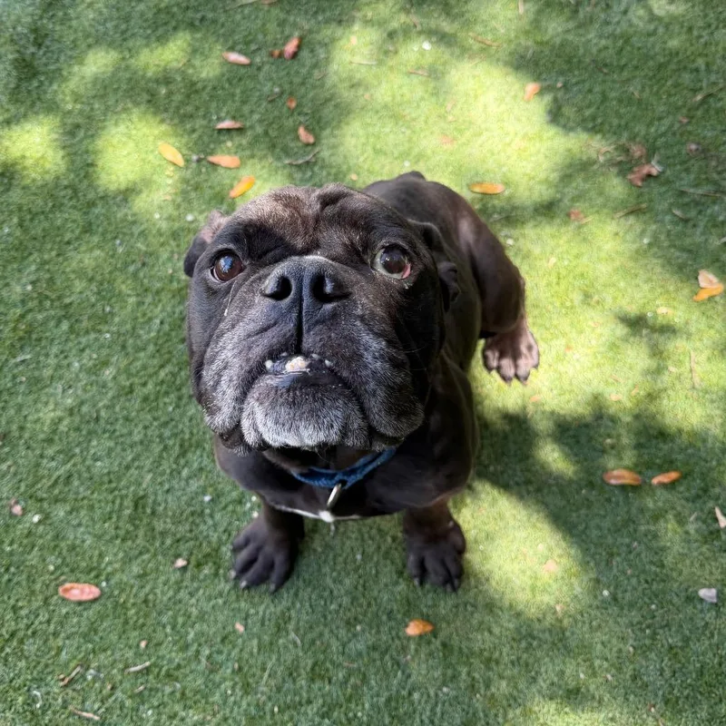 A young medium-sized male Black English Bulldog dog named Lux for adoption in Lakeland, FL