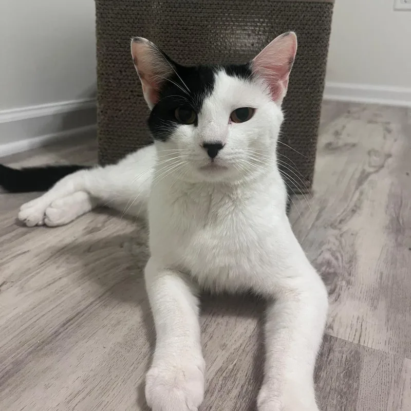 An adult medium-sized male White Domestic Short Hair cat named Sweet Pea for adoption in Wind Gap, PA