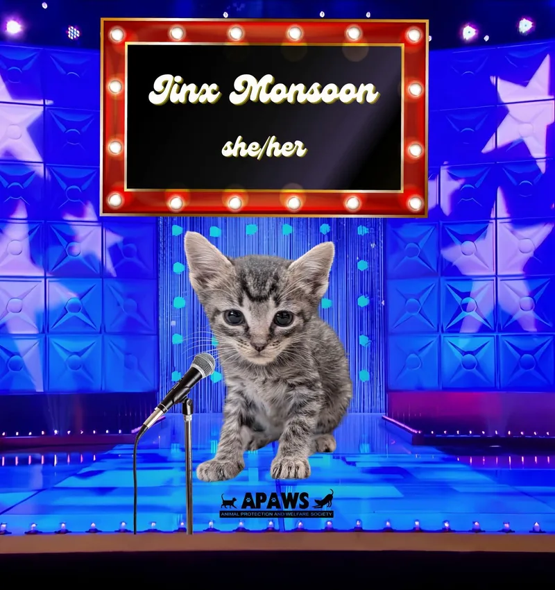 A baby medium-sized female Tabby (Gray / Blue / Silver) Domestic Short Hair cat named Jinkx Monsoon for adoption in Baton Rouge, LA