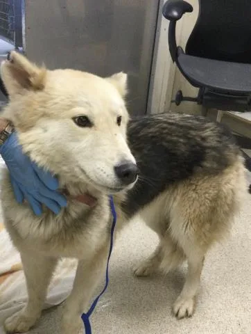 An adult medium-sized female Siberian Husky dog named Molly for adoption in Riverside, CA