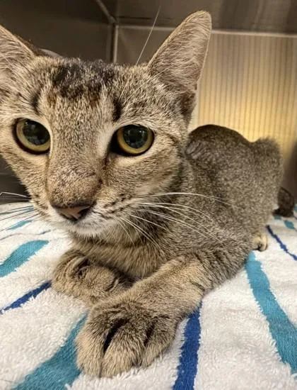 An adult small-sized female Domestic Short Hair cat named Sarabi for adoption in Honolulu, HI