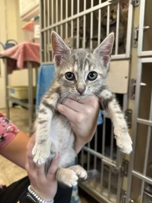 A young small-sized female Domestic Short Hair cat named Dolphin for adoption in King William, VA