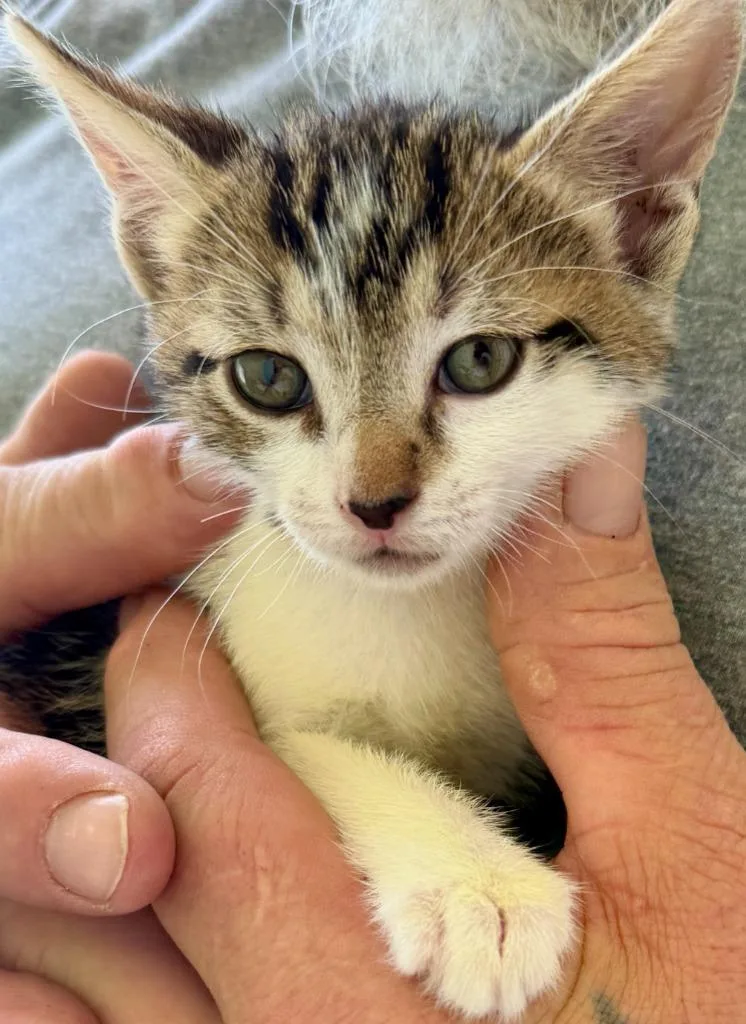 A baby medium-sized female Domestic Medium Hair cat named AngieClementine for adoption in San Pedro, CA