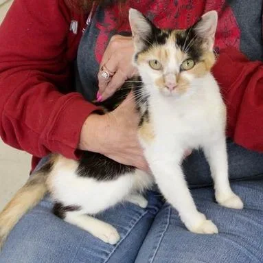 A young medium-sized female Calico Domestic Short Hair cat named Casey for adoption in Birmingham, AL