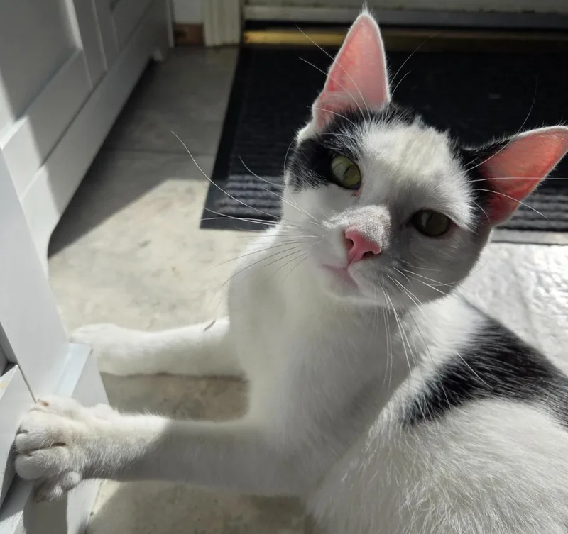 A young medium-sized male Domestic Short Hair cat named Astro for adoption in Shelton, WA