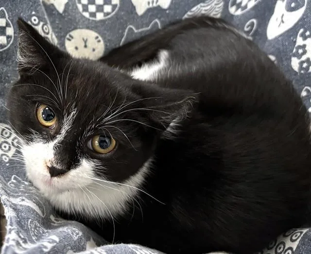 A baby medium-sized female Domestic Short Hair cat named Sweet Pea for adoption in Dedham, MA