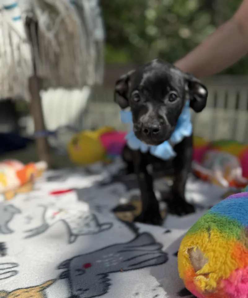 A baby medium-sized male Black Doberman Pinscher dog named Draco for adoption in White Lake, MI
