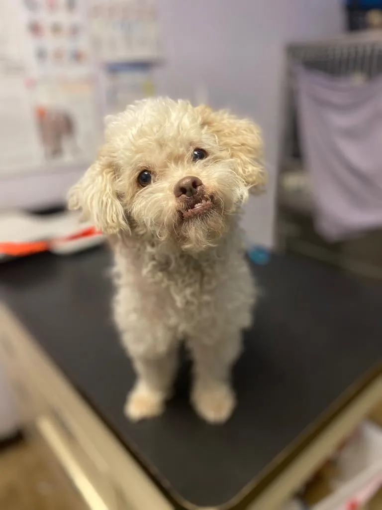 Marshmalllow thumbnail 2