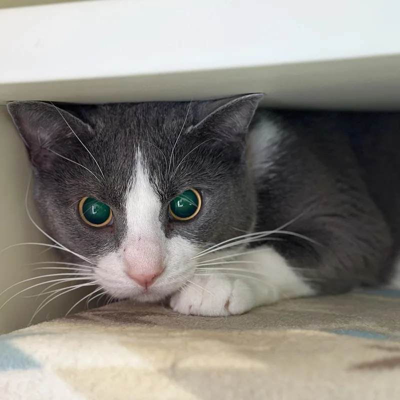 An adult medium-sized female Gray & White Domestic Short Hair cat named Helen for adoption in Victor, NY