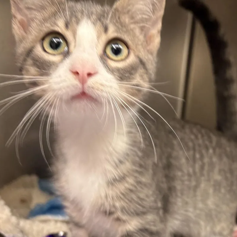 A baby small-sized male White Domestic Short Hair cat named Cinnamon Roll for adoption in Gloucester, VA