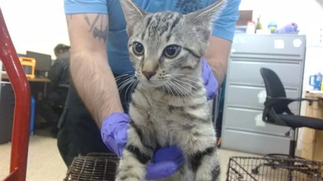 A baby small-sized male Domestic Short Hair cat named Milo for adoption in Miami, FL