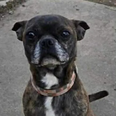 An adult small-sized male Brown / Chocolate Boston Terrier dog named Junior for adoption in Overland Park, KS