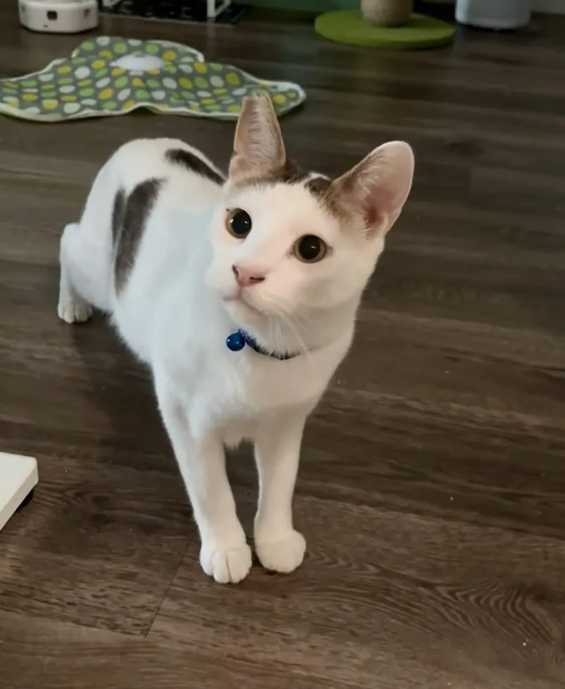 An adult large-sized male Domestic Short Hair cat named Sycamore for adoption in Marina del Rey, CA