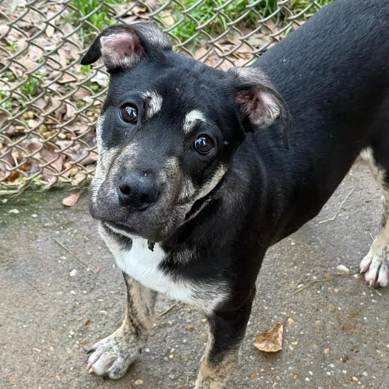 An adult small-sized male Black Boxer dog named Auggie The Awkward Pup for adoption in Enterprise, AL