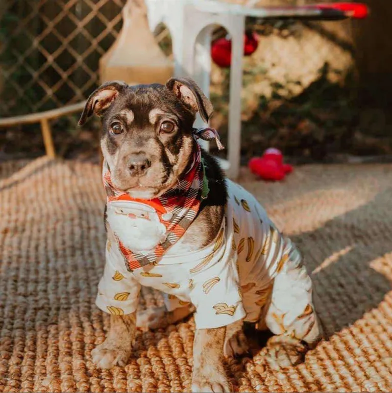Auggie The Awkward Pup thumbnail 3