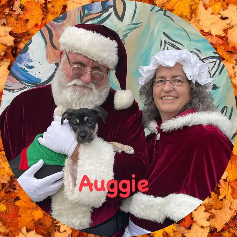 Auggie The Awkward Pup thumbnail 4