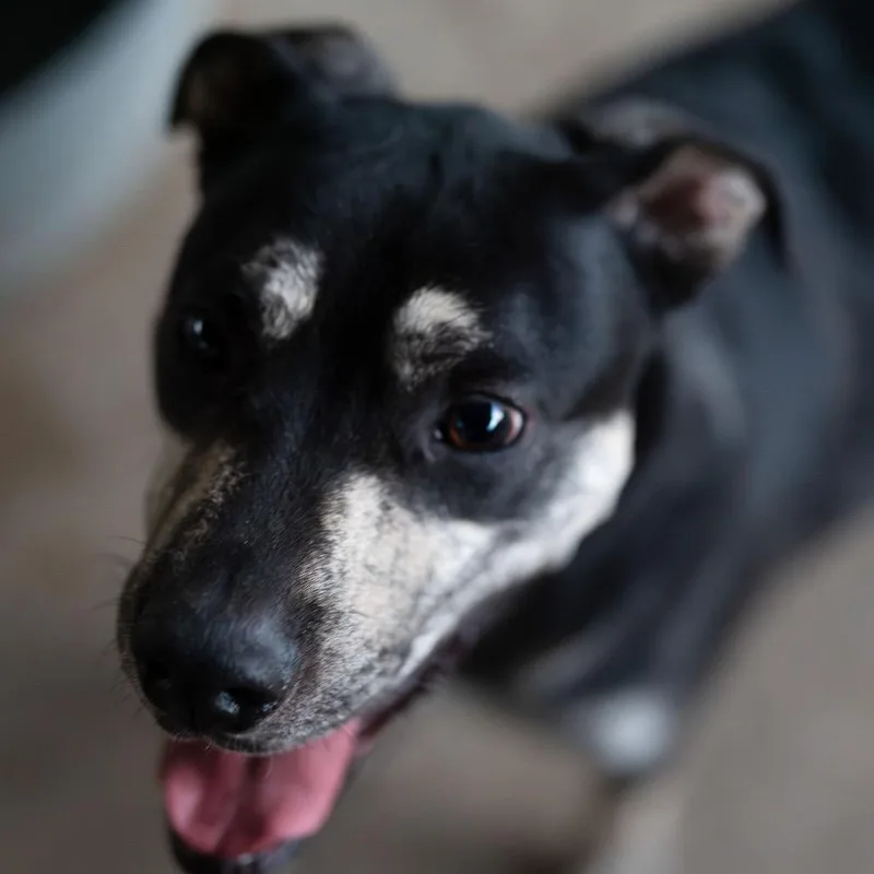 Auggie The Awkward Pup thumbnail 5