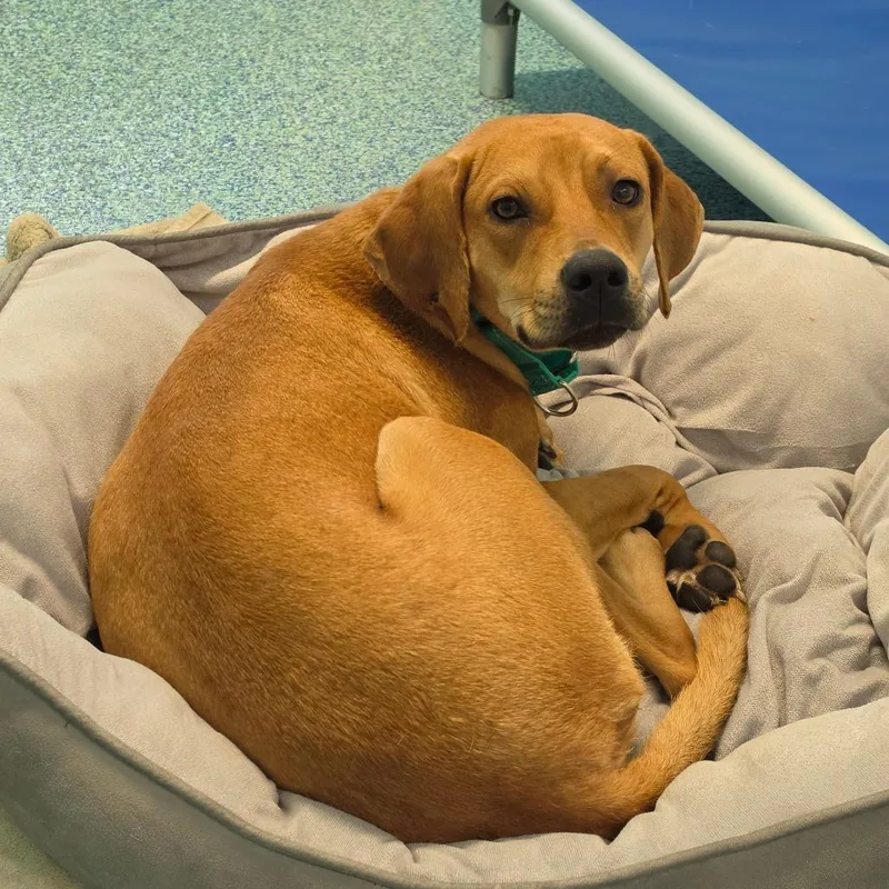 An adult medium-sized male Brown / Chocolate Mixed Breed dog named Coriander for adoption in Naples, FL