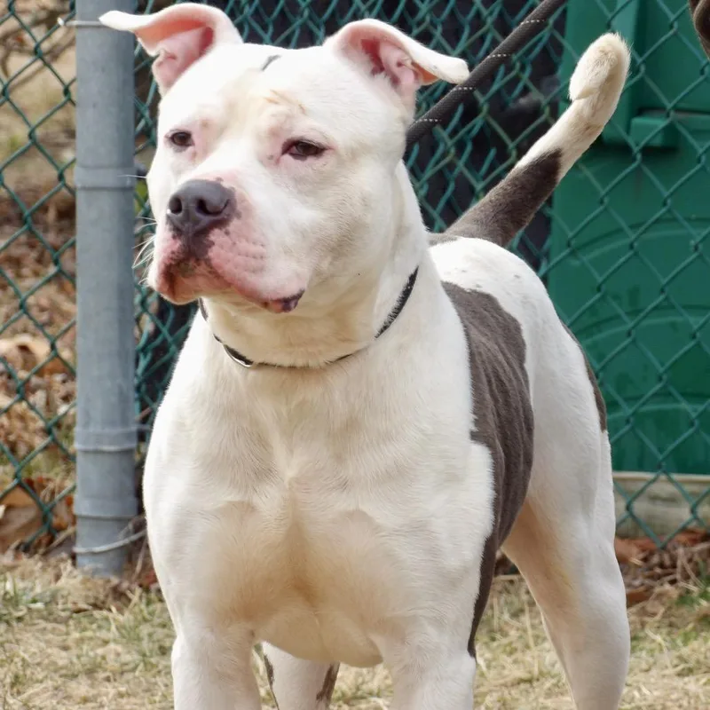 An adult medium-sized male Pit Bull Terrier dog named Flint for adoption in Newark, NJ