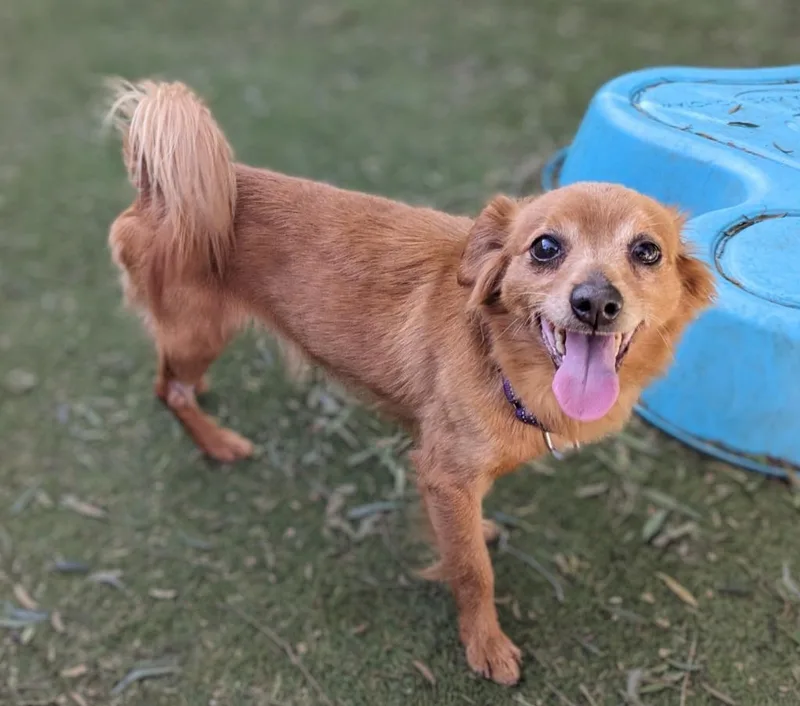 An adult small-sized male Spaniel dog named YoYo for adoption in San Diego, CA