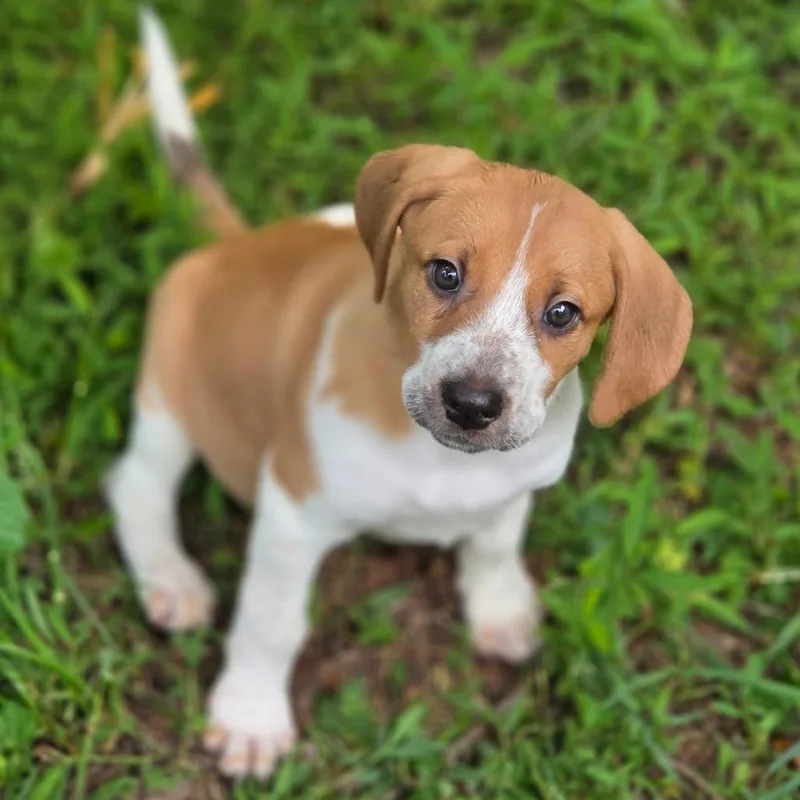 A baby medium-sized female Yellow / Tan / Blond / Fawn Mixed Breed dog named Tawny Mushroom for adoption in Fredericksburg, VA
