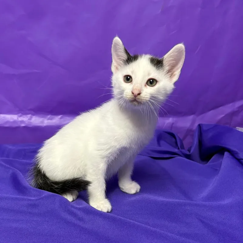 A baby small-sized male White Domestic Short Hair cat named Icky for adoption in North Myrtle Beach, SC