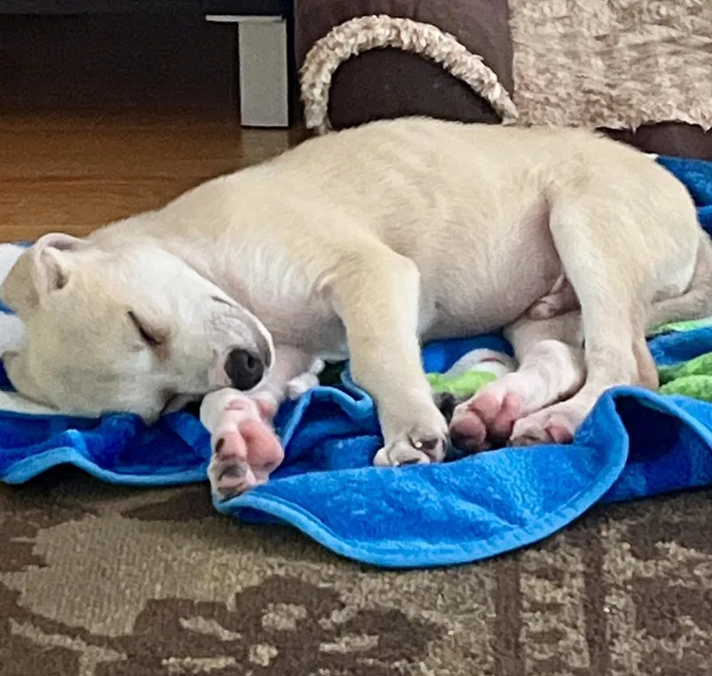 A baby medium-sized male White / Cream Hound dog named Brooks for adoption in Greenlawn, NY