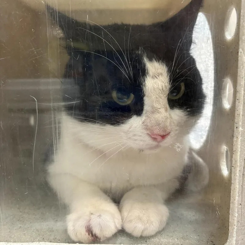 An adult medium-sized male Black Domestic Short Hair cat named Rascal for adoption in Tacoma, WA