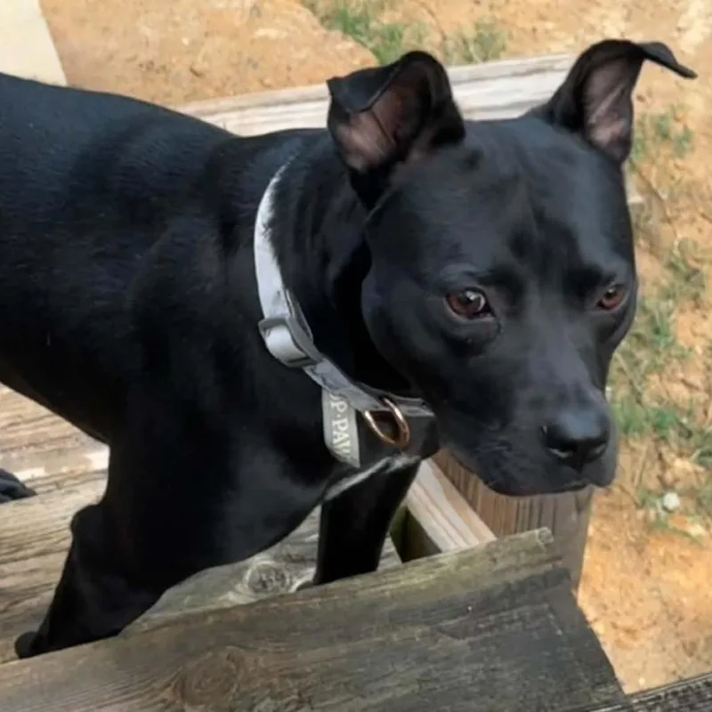 An adult medium-sized female Black Pit Bull Terrier dog named Augustine for adoption in Hope Mills, NC