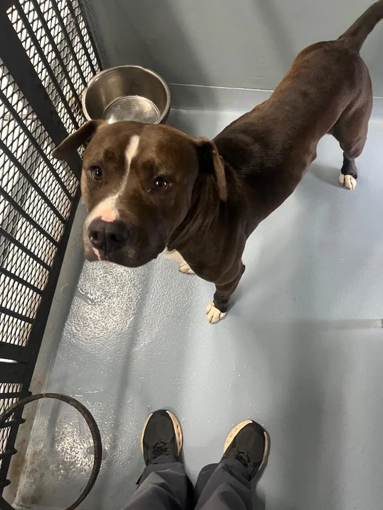 A young large-sized male Pit Bull Terrier dog named Dino for adoption in Cartersville , GA