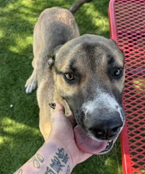 A young medium-sized male German Shepherd Dog dog named Xander for adoption in San Bernardino, CA