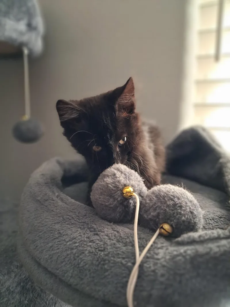 A baby small-sized male Black Domestic Medium Hair cat named Fable for adoption in La Jolla, CA