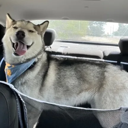 Pretty Boy thumbnail 3