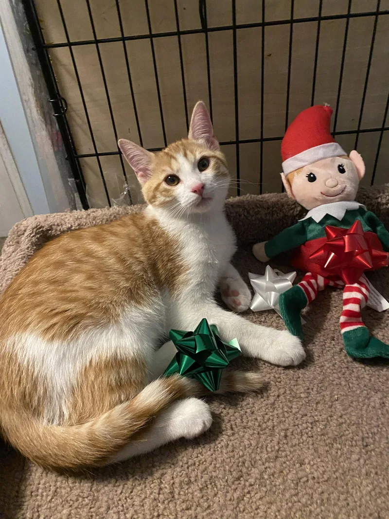 A baby medium-sized male Orange & White Domestic Short Hair cat named Chestnut for adoption in Cincinnati, OH