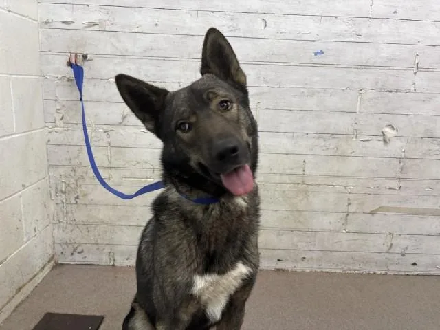 A young large-sized male German Shepherd Dog dog named Angela for adoption in San Bernardino, CA
