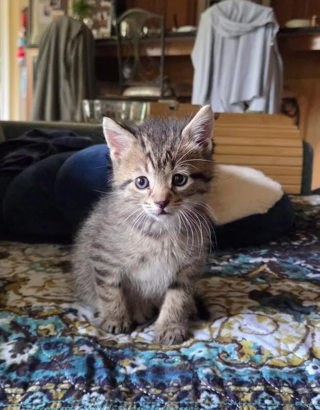 A young medium-sized male Tabby (Brown / Chocolate) Domestic Short Hair cat named Nugget for adoption in Jackson, TN